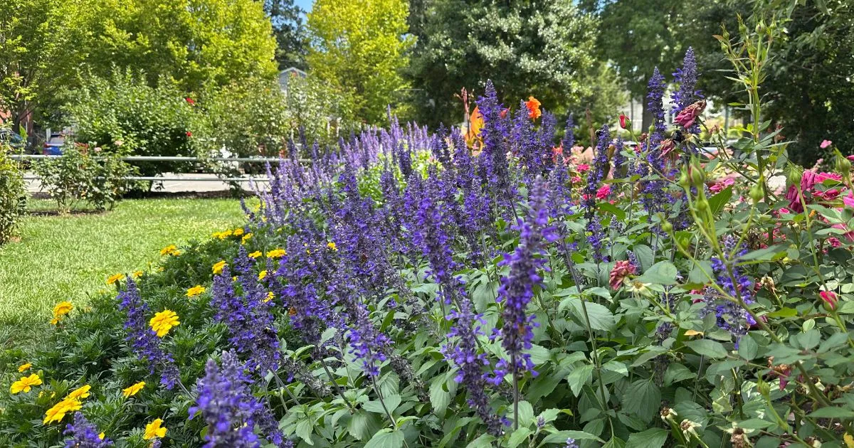 Rose garden at Bon Air Park Arlington